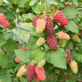 Ежевика садовая Бестберри