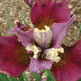 Ирис сибирский Cherry Fling