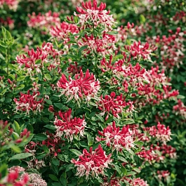 Жимолость Belgica Select