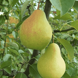 Груша Скороспелка из Мичуринска