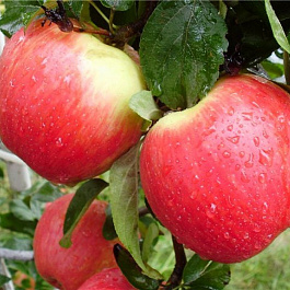 Яблоня Юбилей Москвы Яблоня Юбилей Москвы