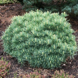 Сосна Веймутова Минима