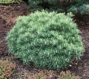 Сосна Веймутова Минима