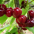 Вишня обыкновенная Ровесница