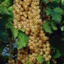 Смородина белая Бланка