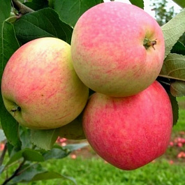 Яблоня колоновидная Триумф