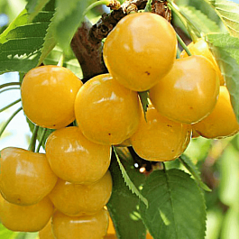 Черешня Янтарная