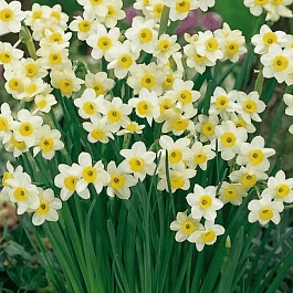 Нарцисс Minnow