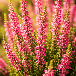 Вереск обыкновенный Katja