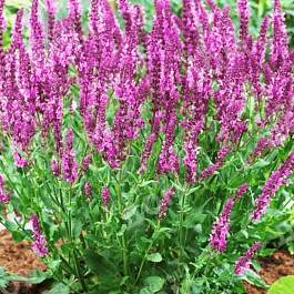 Шалфей дубравный Rose Queen