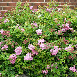 Спирея японская Оденсала