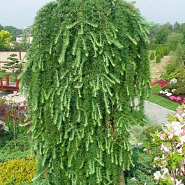 Лиственница японская Стиф Випер штамб