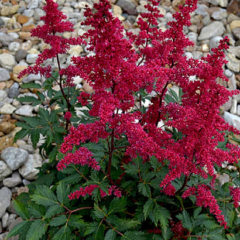 Астильба Арендса Гранат НАБОР 2ШТ (1+1)