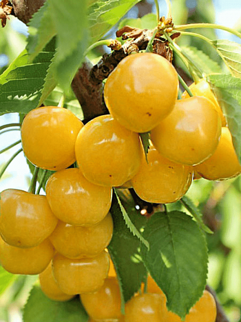 Черешня Янтарная