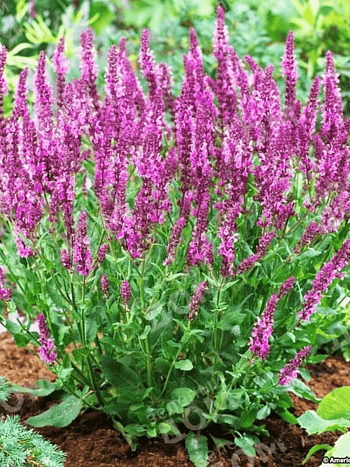 Шалфей дубравный Rose Queen