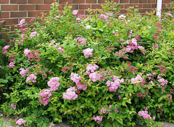 Спирея японская Оденсала