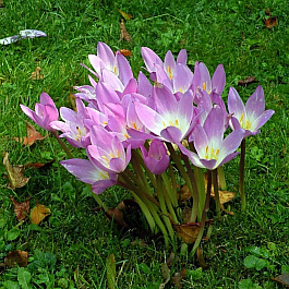 Безвременник Византийский