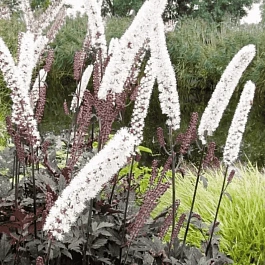 Клопогон ветвистый Black Beauty