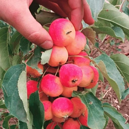 Яблоня Райка