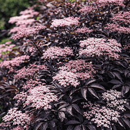 Бузина черная