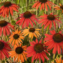 Эхинацея пурпурная Хот Саммер