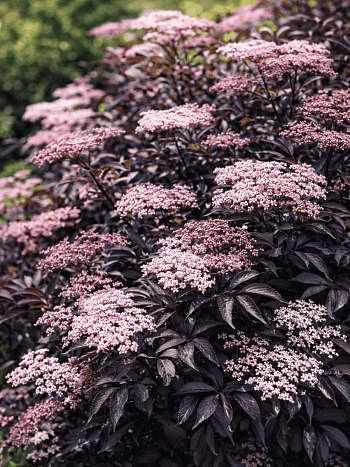 Бузина черная