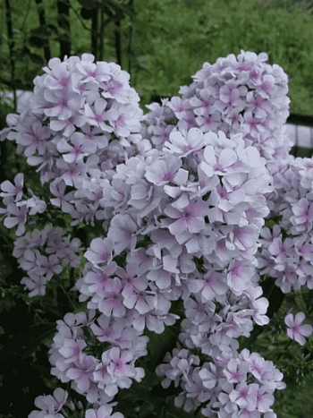 Флокс метельчатый Егорка