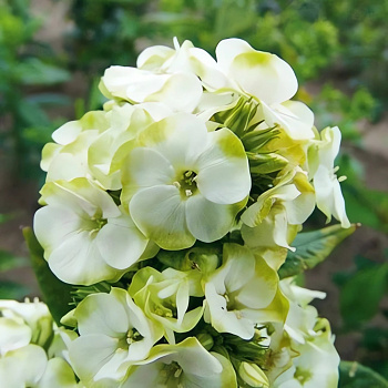 Флокс метельчатый Green Expectations