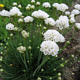 Аремерия приморская White