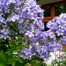 Колокольчик молочноцветковый Причардс Вэрайети