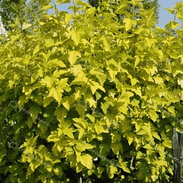 Пузыреплодник калинолистный Angel Gold