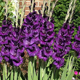 Гладиолус крупноцветковый Пепл Флора