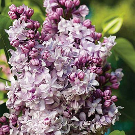 Сирень обыкновенная Маршал Василевский