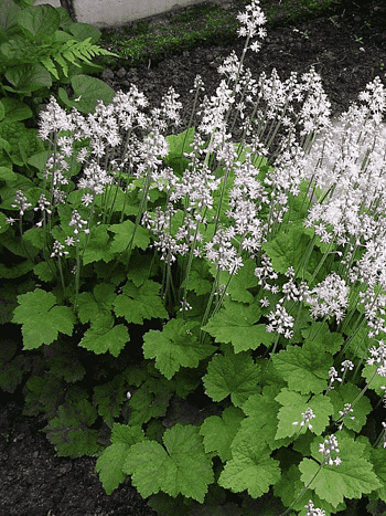 Тиарелла Wherryi White