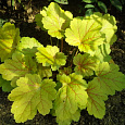 Гейхера гибридная Электра Гейхера гибридная Электра