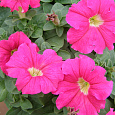 Петуния грандифлора Дримс Роуз Петуния грандифлора Дримс Роуз