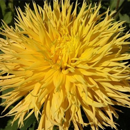 Георгина Бахромчатая Энкор