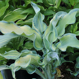 Хоста гибридная Гравити Рокс НАБОР 2ШТ (1+1)