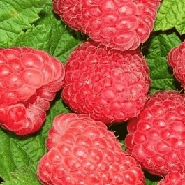 Малина обыкновенная Radziejowa