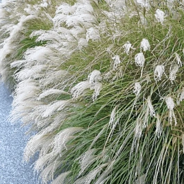 Мискантус китайский Early Hybrids