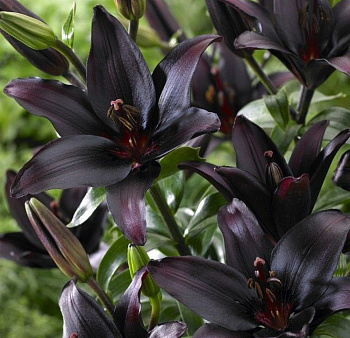 Лилия азиатская Блэк Чарм