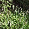 Осока висячая