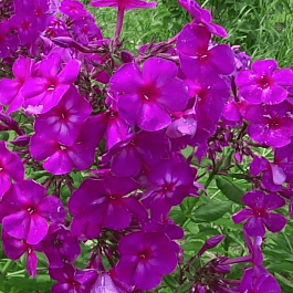 Флокс метельчатый Ялтинская ночь