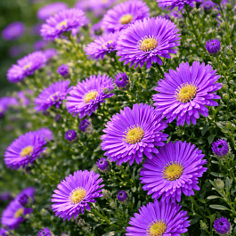 Астра Ново-бельгийская Magic Purple