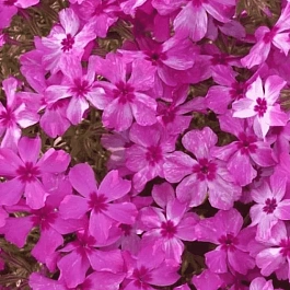 Флокс шиловидный Fabulous Pink