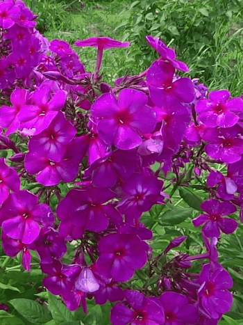 Флокс метельчатый Ялтинская ночь