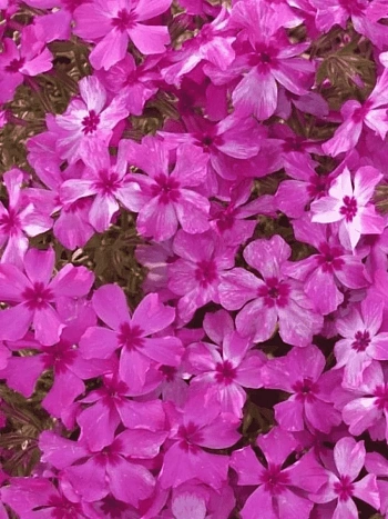 Флокс шиловидный Fabulous Pink