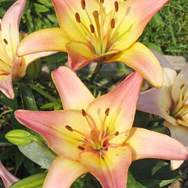 Лилия азиатская Коррида