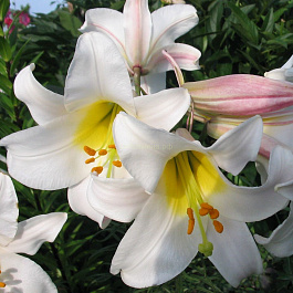 Лилия трубчатая Вайт Планет НАБОР 2ШТ (2+2)