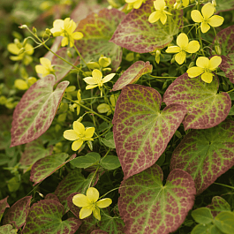 Горянка перальчиковая Frohnleiten